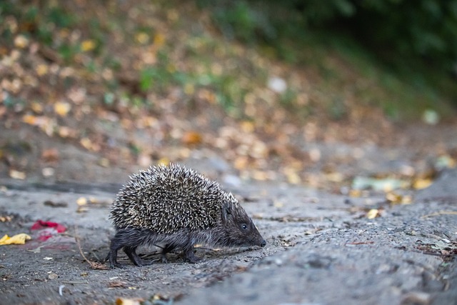 浙江队的乔 浙江队的乔